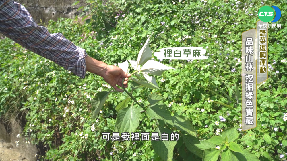 野菜復興運動 "品味山林"挖掘綠色寶藏