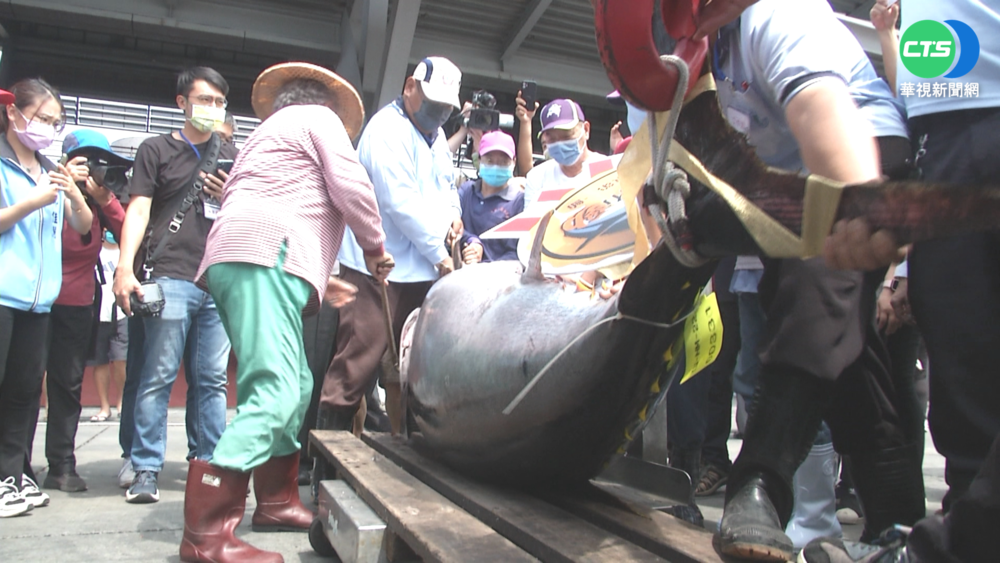 屏東第一鮪競標 一公斤10100元創新高