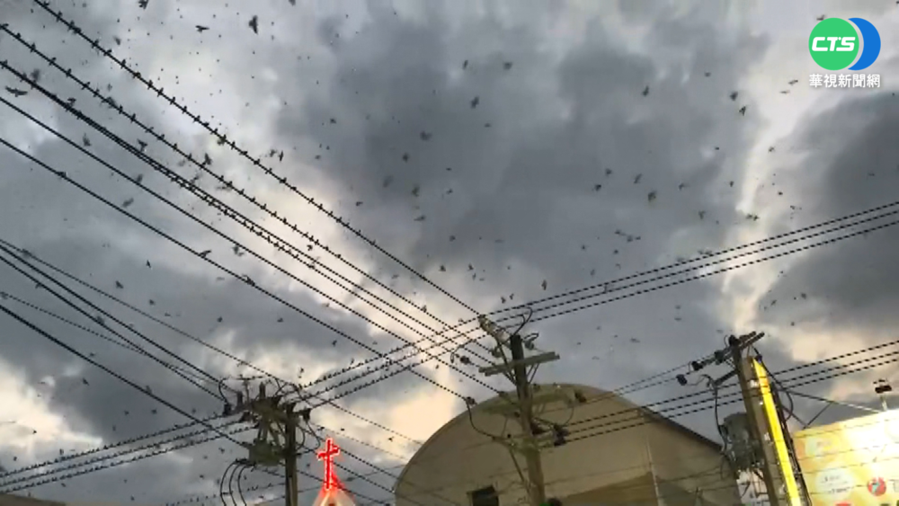 燕群"黃金雨"襲台南擾民 專家"強光"驅鳥