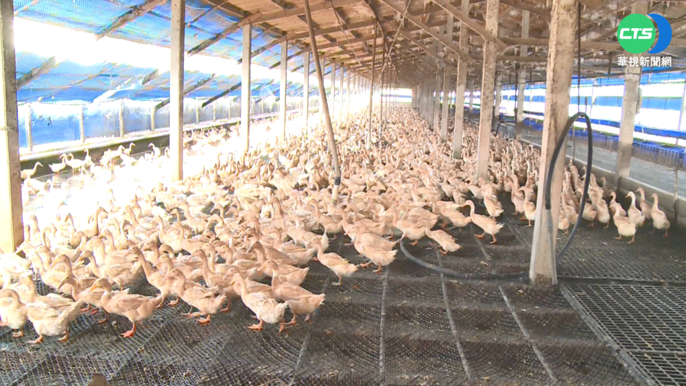 端午鹹蛋黃用量增 鴨蛋零售價飆1斤60