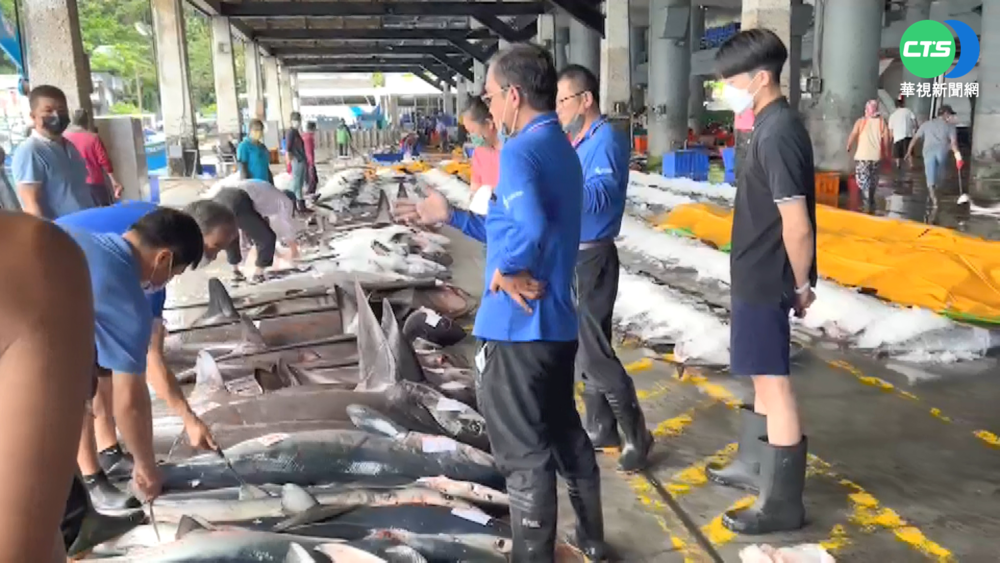 台東成功黃鰭鮪魚大出 2天撈近2千尾!