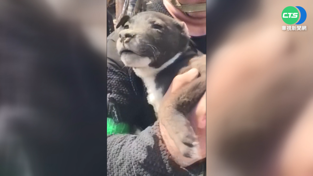 戰亂奇蹟! 小黑狗困烏東瓦礫推順利獲救