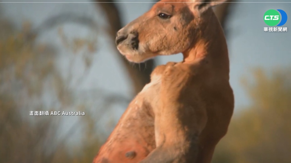 命運不同!袋鼠遭絕育.擬設無尾熊精子銀行