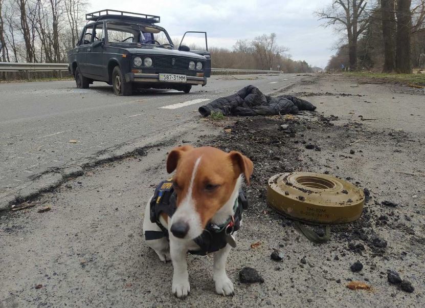 另類烏克蘭英雄 「掃雷犬派頓」超強技能拯救生命