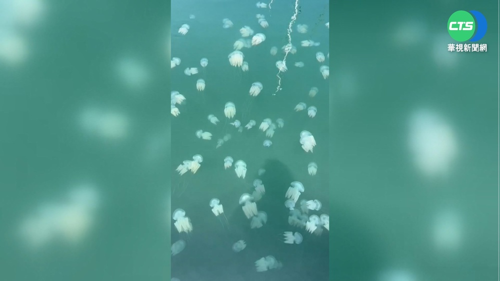 "端鞭水母"聚安平碼頭 奇景吸民眾駐足欣賞