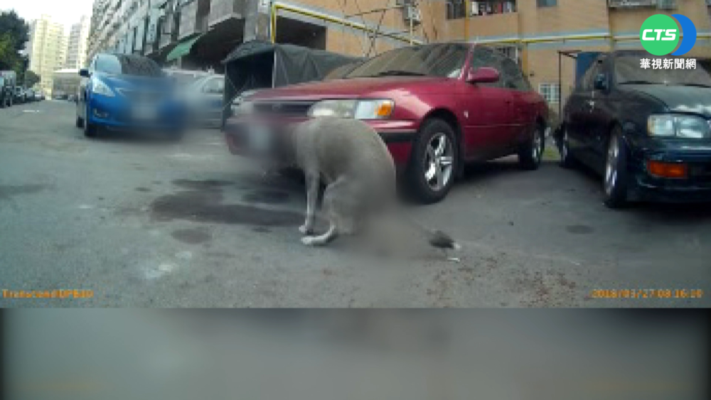 稽查員跟拍到家! 遛狗"解放"不清理重罰6千