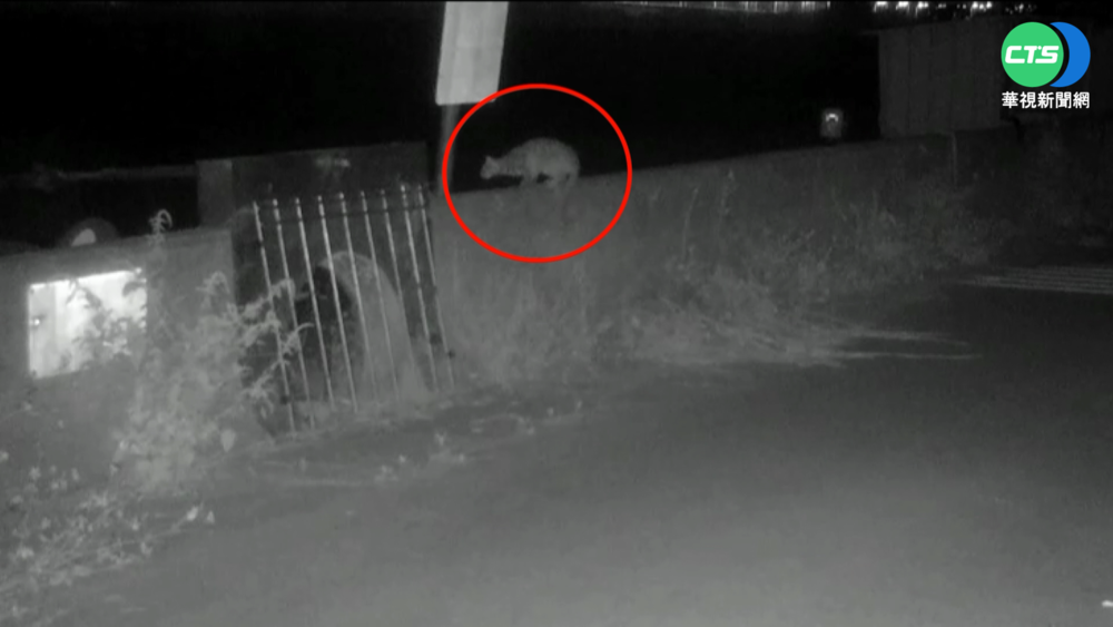 跨河通道現嬌客! 436天首次記錄石虎穿越