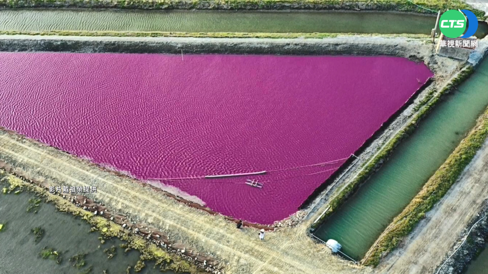 台南也有粉紅湖! 網美大玩"摩西分海"