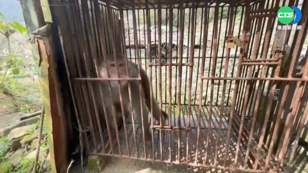 違法私養獼猴高雄案件多 殘忍弒母虐猴崽