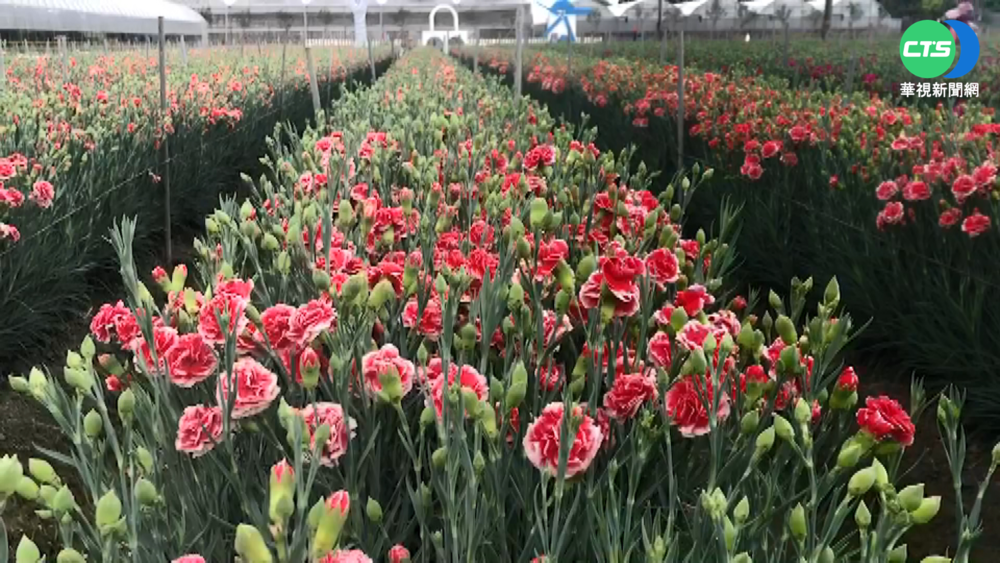 母親節將到疫情續燒 花農憂康乃馨訂單