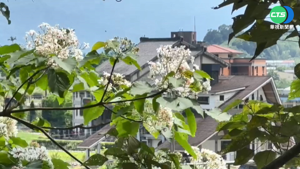 宜蘭客家桐花季開跑 遊4秘境須打滿3劑