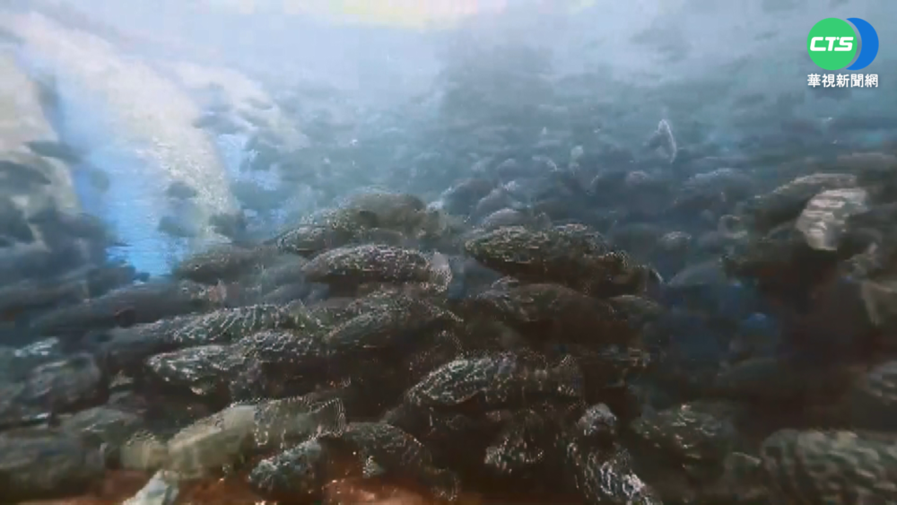 遇天災好"險"有它... 龍虎斑.鱸鰻都能保