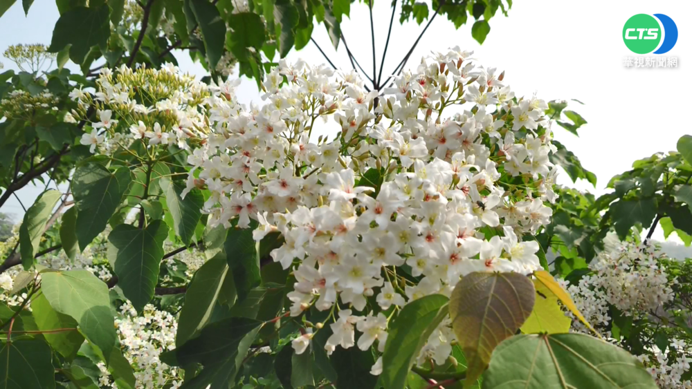 八卦山桐花大爆發 彰化"四月雪"美翻