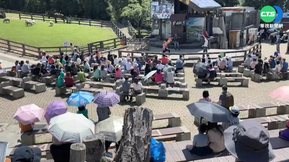 油桐花如白雪超浪漫 疫情影響遊客數大減