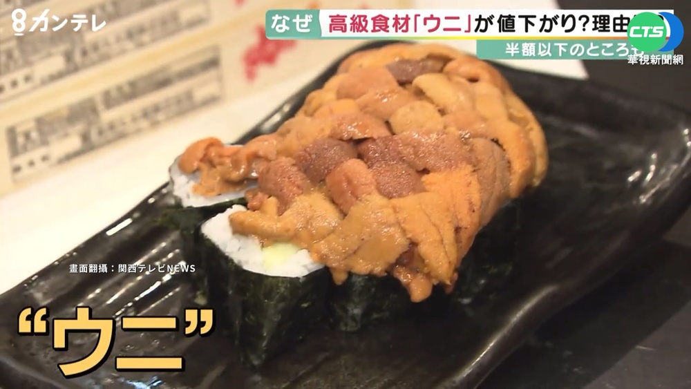 上海封城肥了日饕客? 海膽外銷停滯價格暴跌