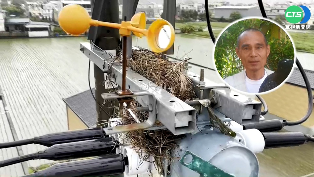 憂喜鵲電桿築巢釀停電 台電四度拆除