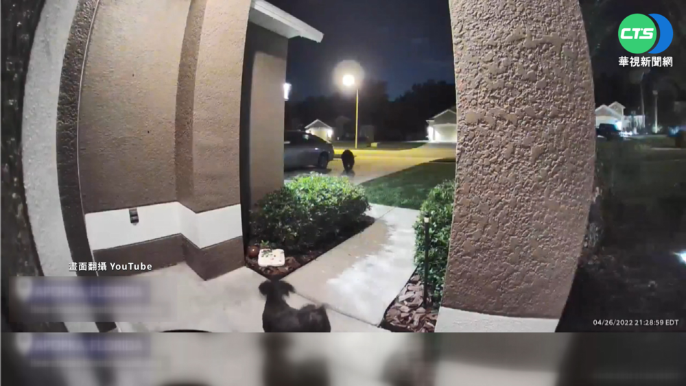 黑熊闖前院 美國佛州夫婦遛狗嚇奔逃