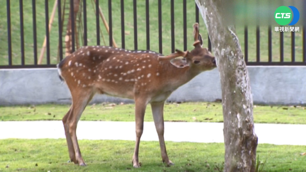 "動物樂園"籌備9年開幕 草屯人搶先體驗