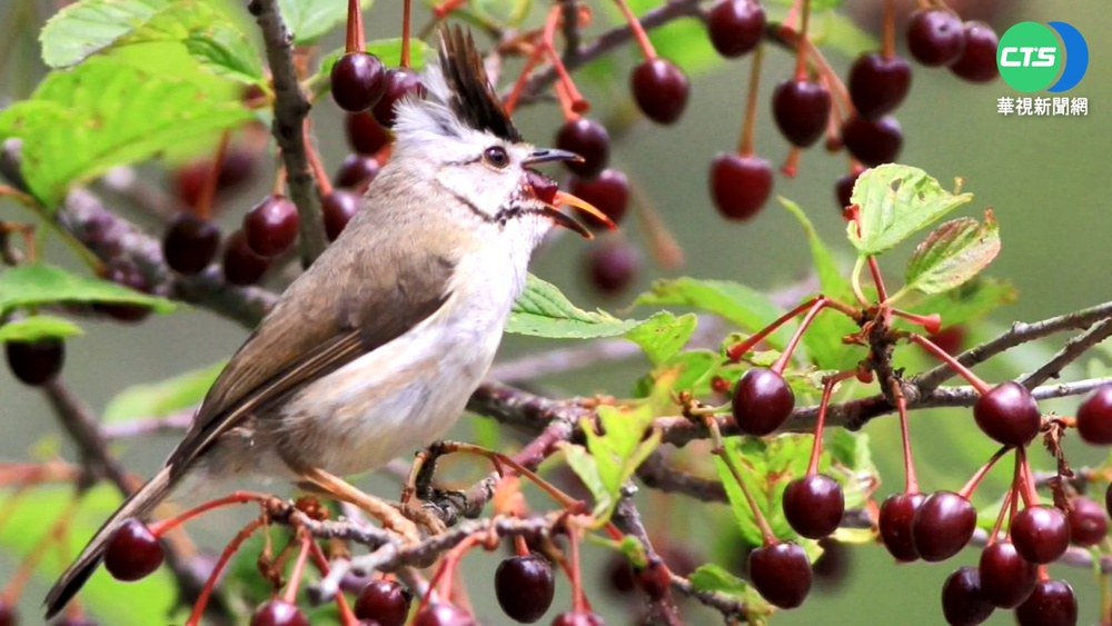 虎山巖金針花海湧3千人 交通.人流管控