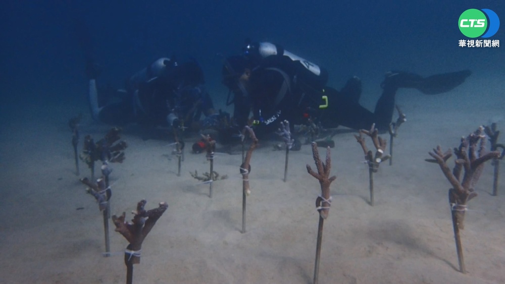 澎湖珊瑚白化嚴重 海管處"扦插"盼復育