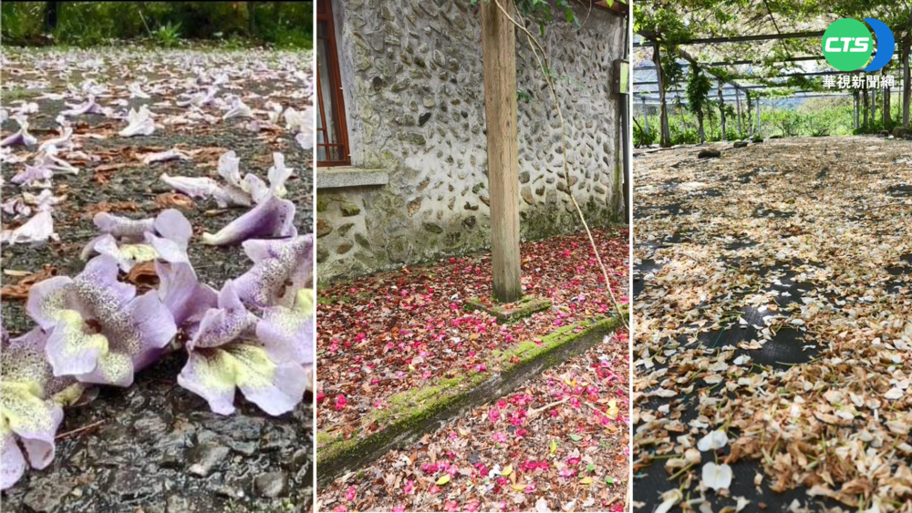 春暖花開! 武陵農場"三色花毯"繽紛盛放