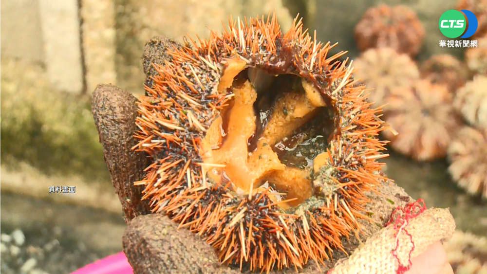 澎湖尖山海域馬糞海膽 4月中旬只見2顆