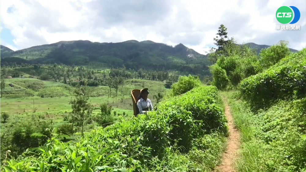 斯里蘭卡經濟危機 茶農1天只賺75元...