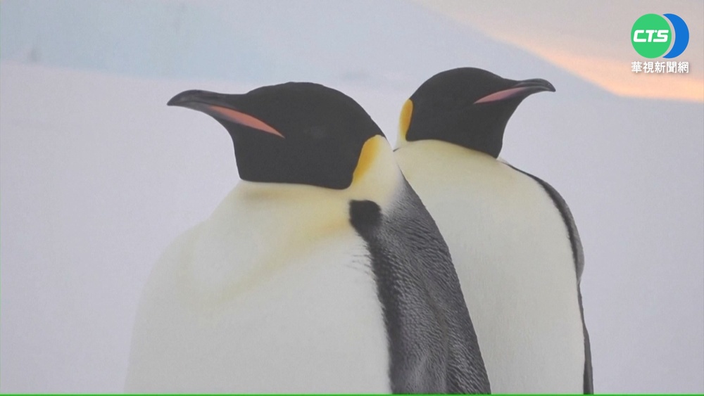 氣候變遷嚴峻! 南極"帝王企鵝"恐消失