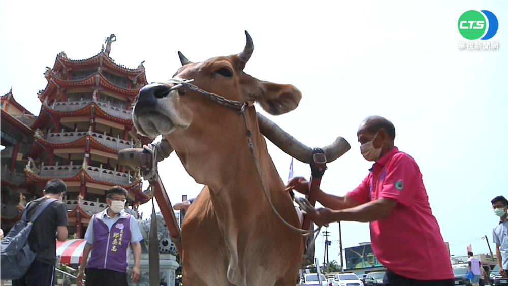 體驗古早漁村採蚵 彰化"海牛文化節"登場