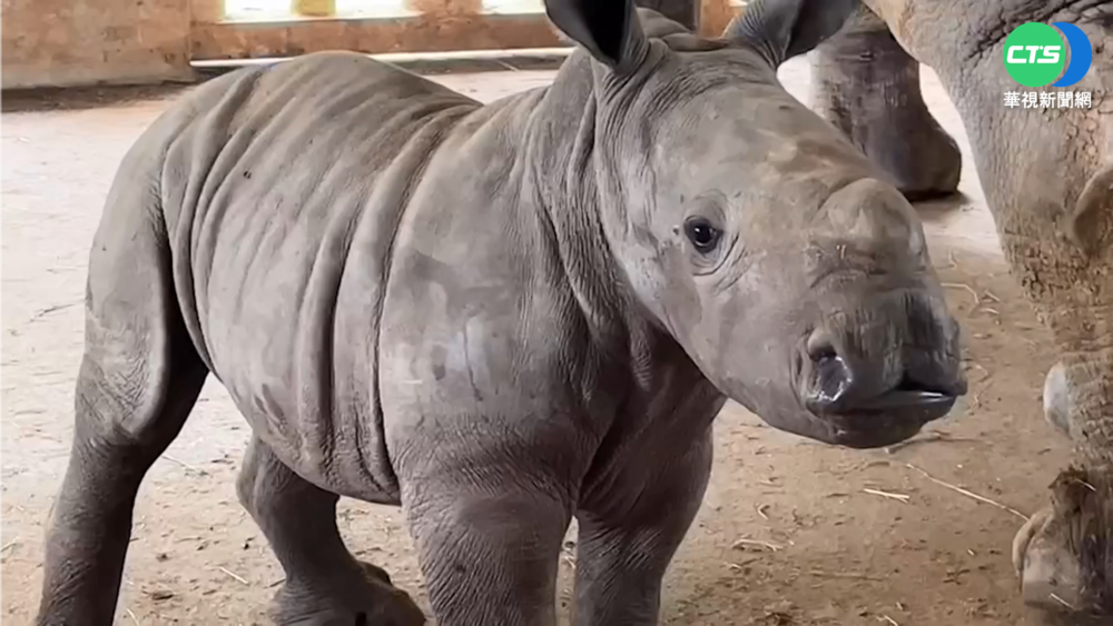 新竹遊樂園白犀牛產寳寳 超萌"花生醬"報到