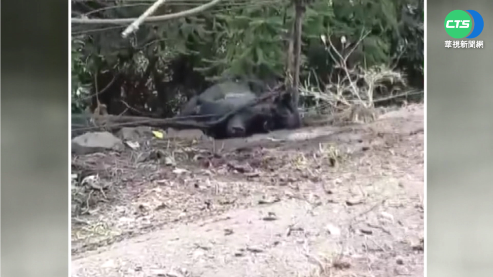 野放黑熊山區遭殺害 遺體送驗偵辦