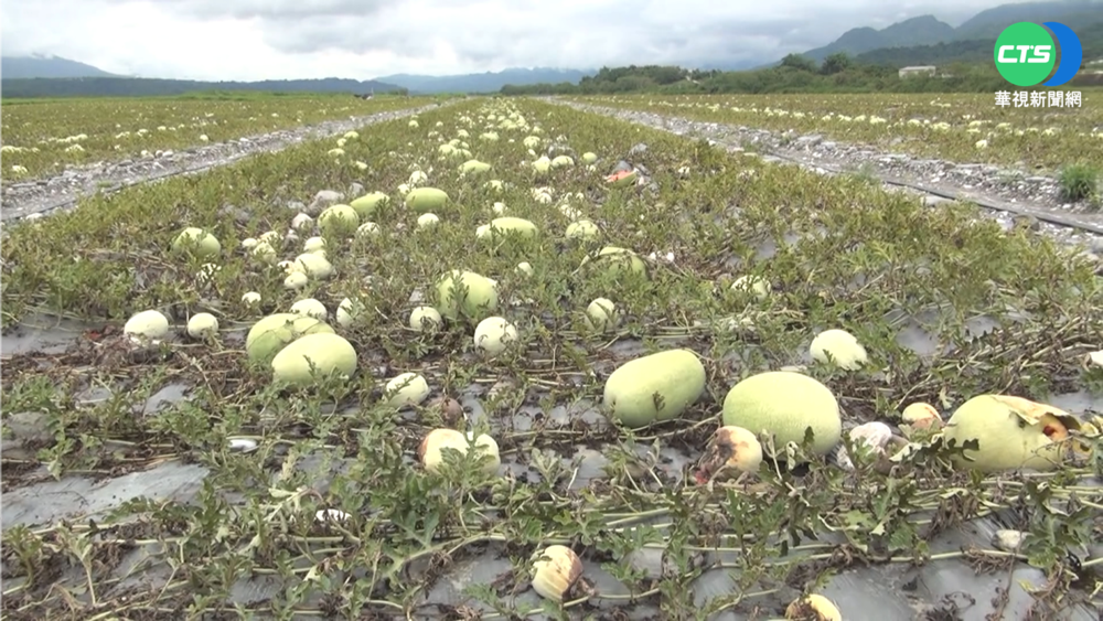 多雨! 玉里西瓜減產8成 農民心淌血