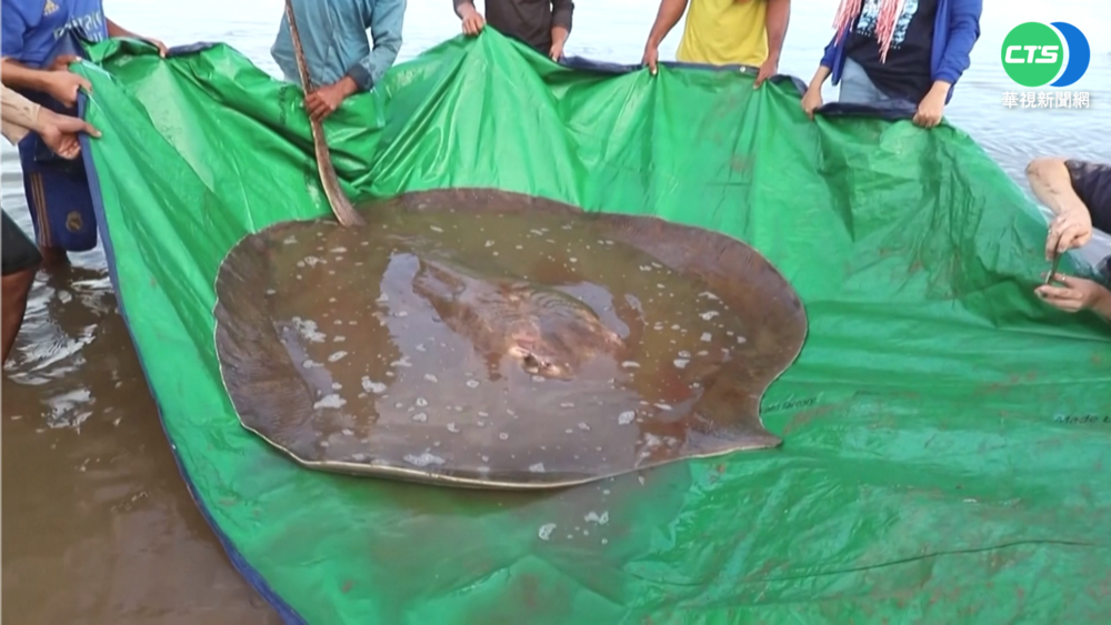 湄公河大魟魚受困網中! 專家漁民急搶救