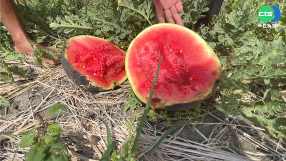 春雨影響瓜爛近8成 彰化西瓜節停辦