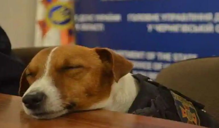 派頓上節目直播打瞌睡(圖/翻攝自Twitter)