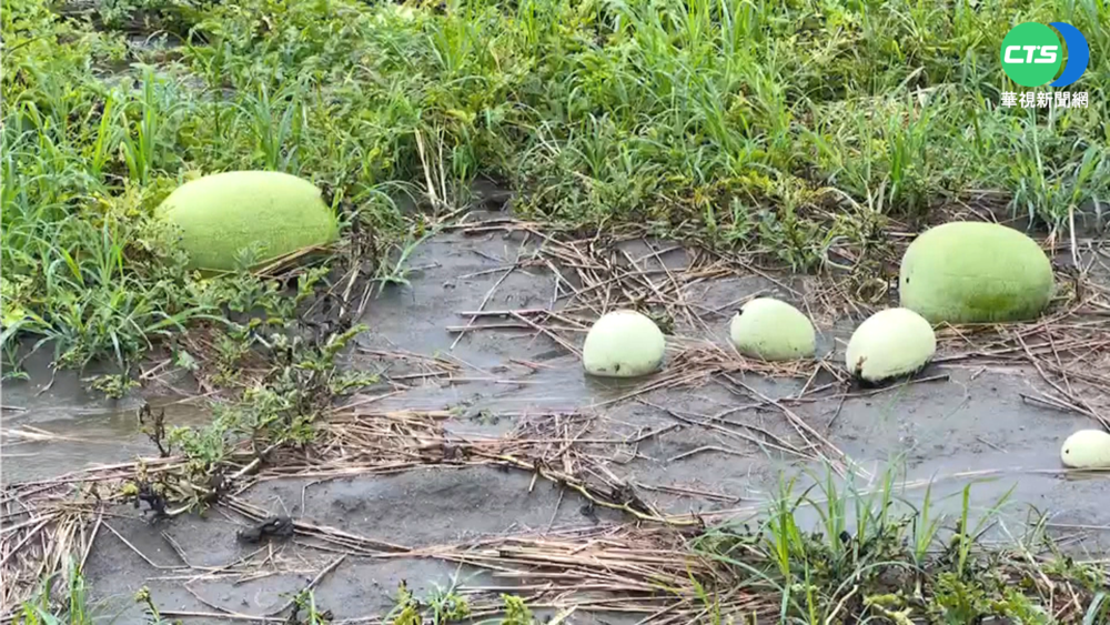 著果期遇春雨 彰化福興西瓜爛近8成