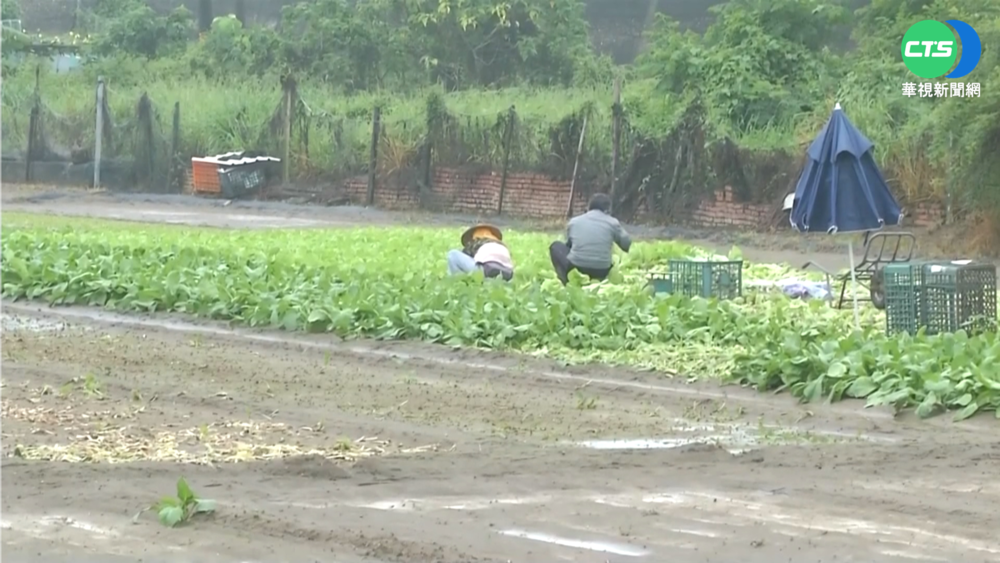大雨灌梓官菜田損失5成 農民趁雨歇搶收