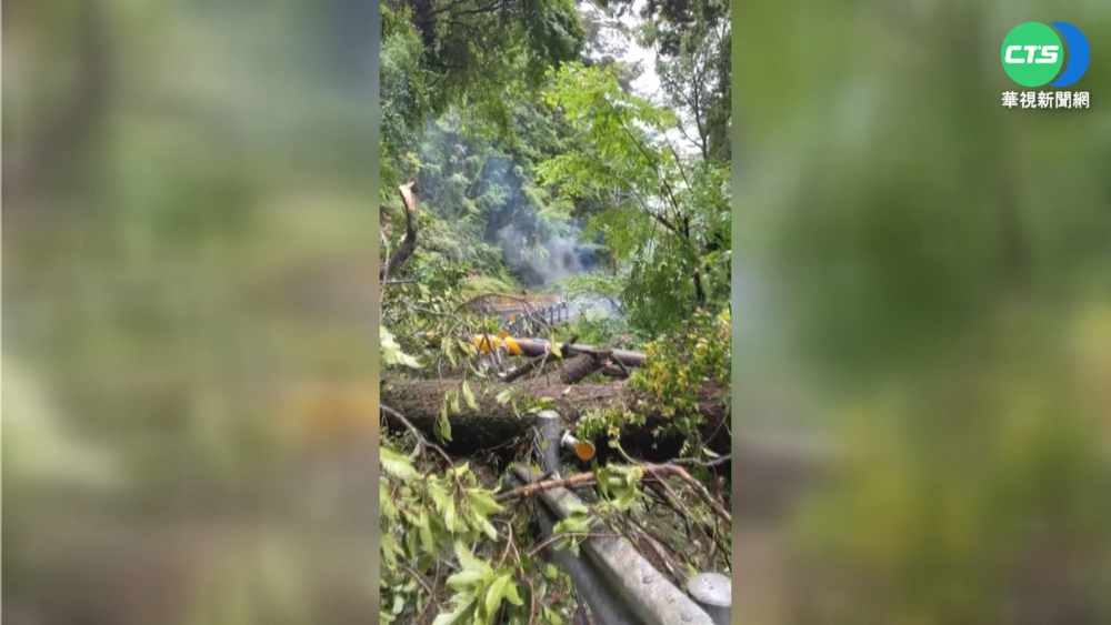 雨大台8線巨樹倒 "鐵條撐起"單向通行