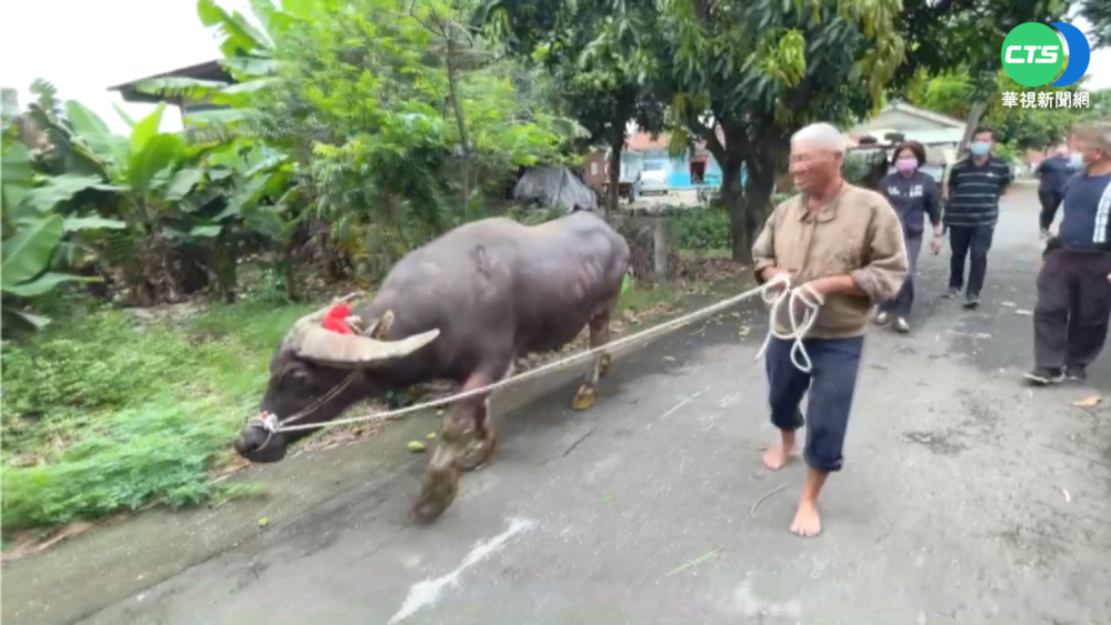 老農退休送老牛安養 人牛情深含淚離別