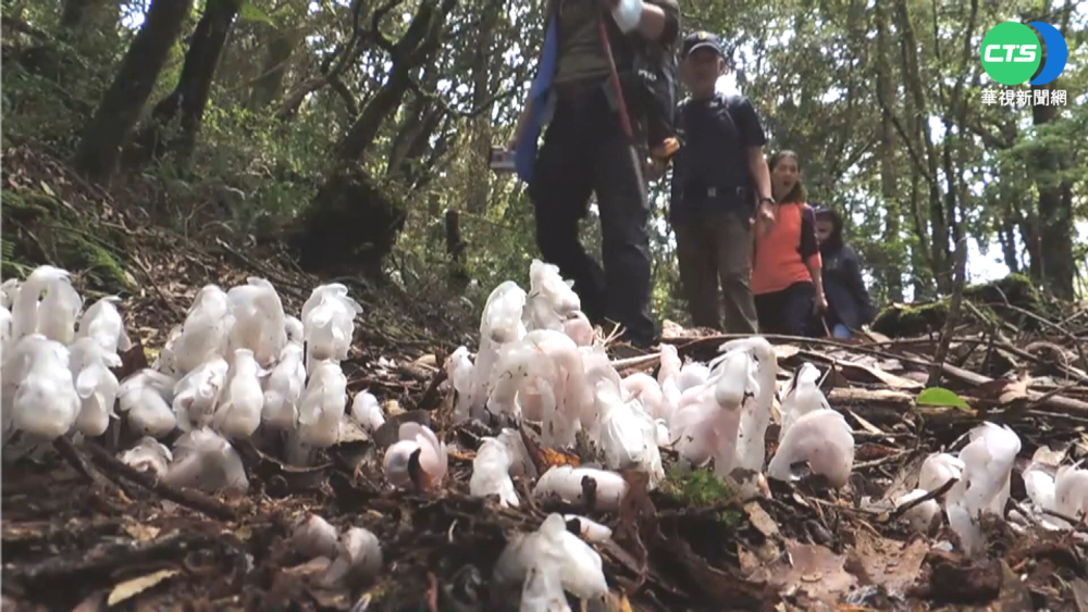 山中小精靈! 梅雨季杉林溪"水晶蘭"大爆發