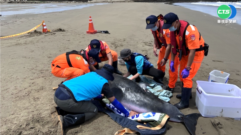 小抹香鯨屏東沙灘擱淺 多人合力搶救成功