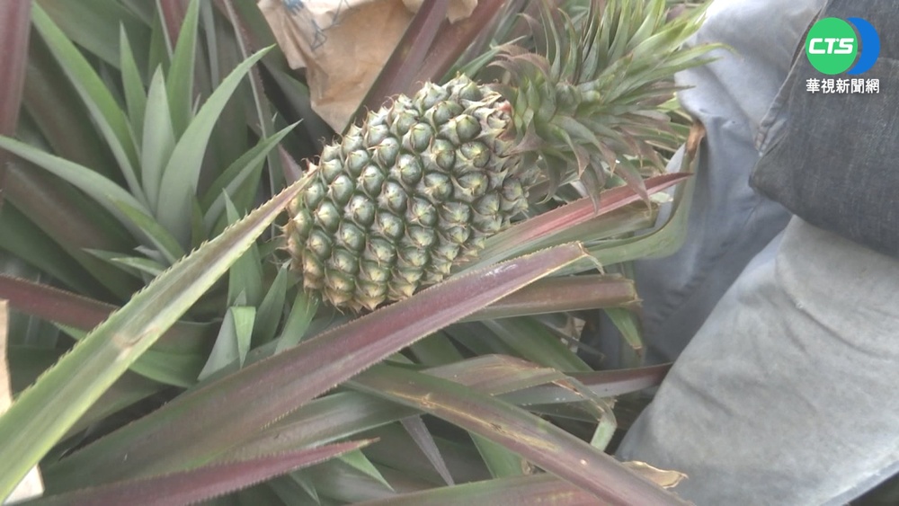 大雨釀災損! 鳳梨批發價1公斤跌10元
