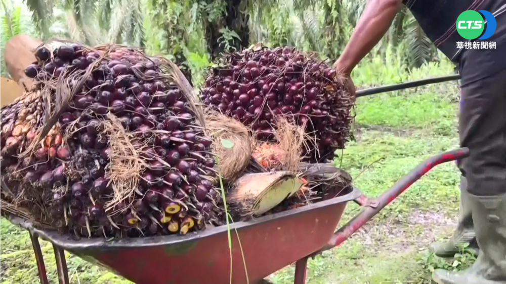 禁出口棕櫚油衝擊全球 印尼5/23恢復出口