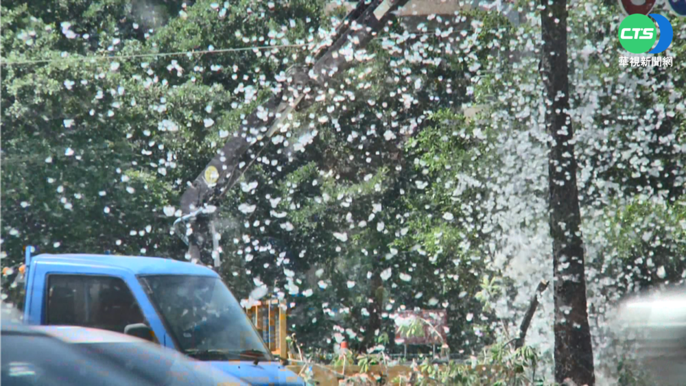 台中木棉種子漫天飛散 敏感族群"夢魘"