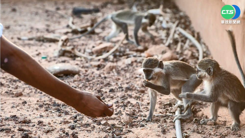 罕見猴痘來襲! 歐美澳洲破百病例擴散中