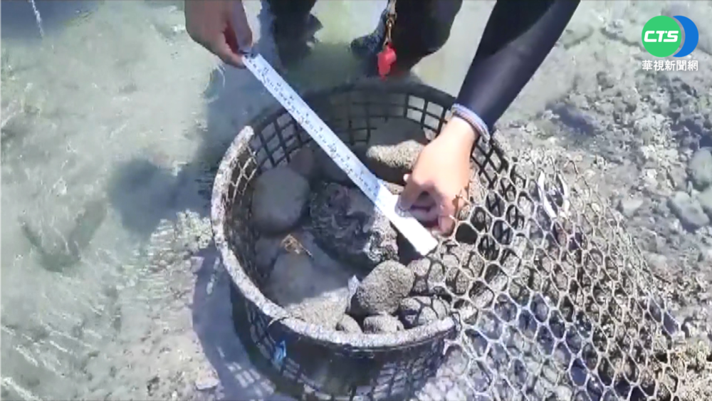 台東復育硨磲貝有成 存活率高達9成