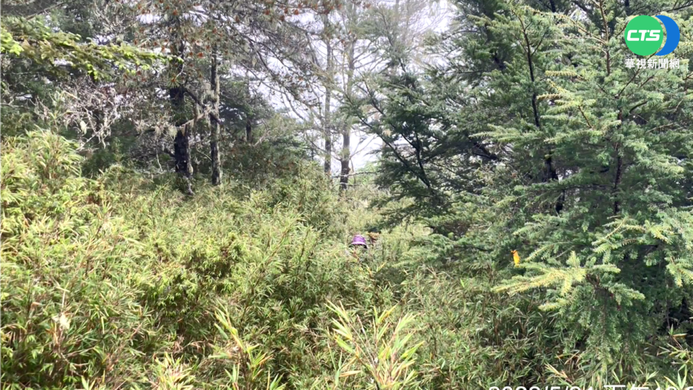 登山迷路慘跌箭竹堆 女子隔夜奇蹟獲救