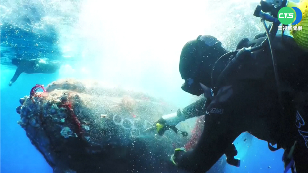 座頭鯨受困漁網 潛水員"割網"營救