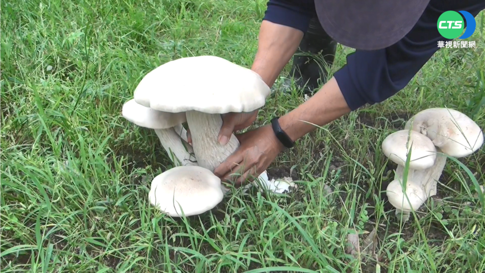 雨後滋長! 巨大金福菇 單朵重達1.5公斤