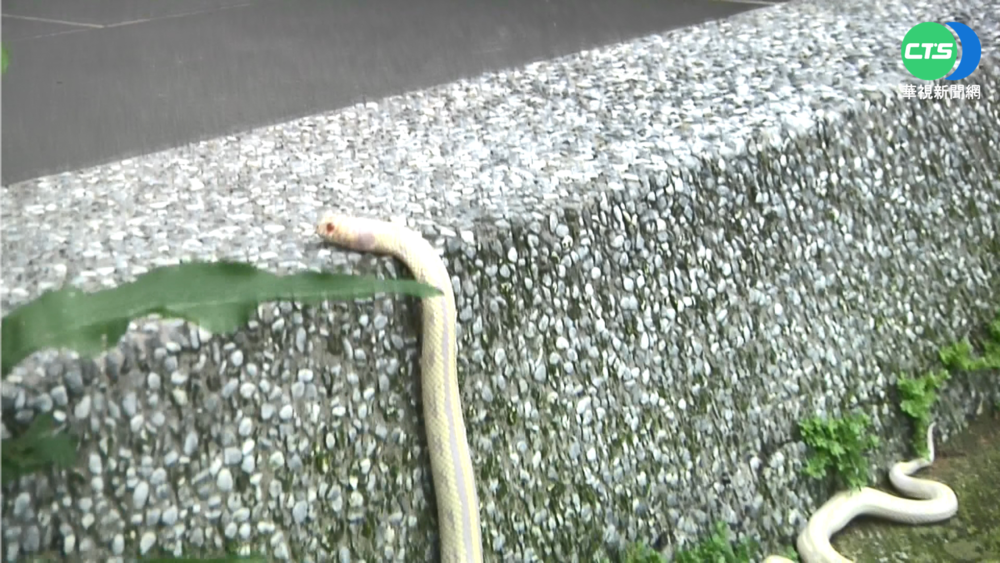 "白娘子"過端午? 白蛇現蹤苗栗三合院